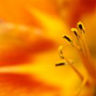 Pistils and Stamens