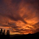 Evening Glory