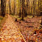 Jessup Trail