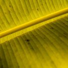 Banana leaf
