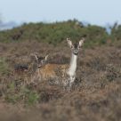 Hind with Fawn