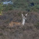 Single Hind