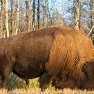 Bison