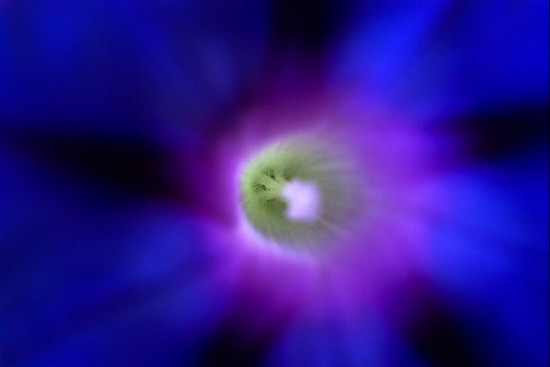 Inside the flower