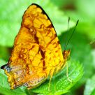 Common Jester