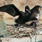 Black bird