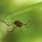 Acrobat in a green fog