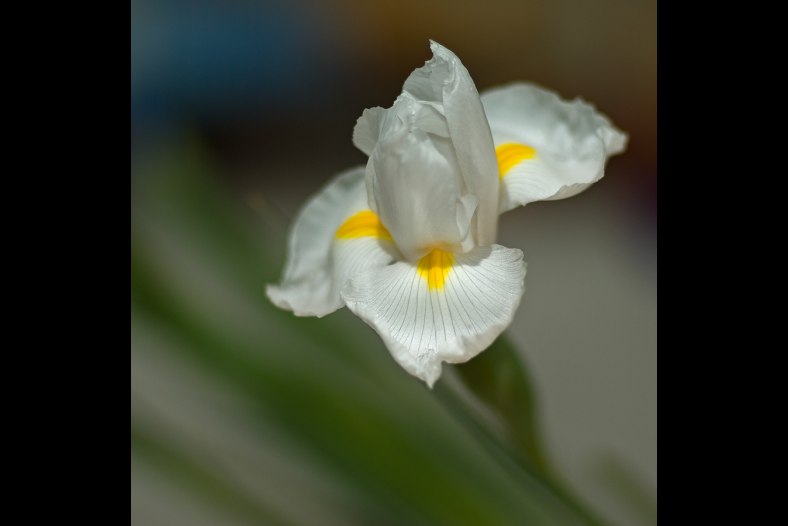 White iris