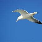 Fly