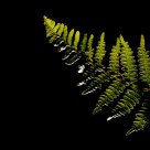 Bracken