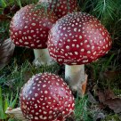 Young Fly Agarics