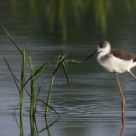 Himantopus himantopus