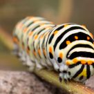 Caterpillar 2
