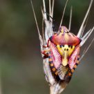 Transformers Bug
