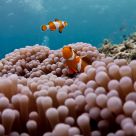 Diving in Malaysia - Mabul & Sipadan