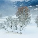 The trees of Winter