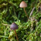Elf Caps