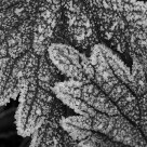 False Nettle, Frosted
