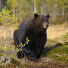 Brown bear