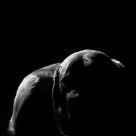 Labrador