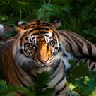 Sumatran Tiger