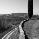 Cipresso