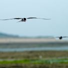 Arctic Tern