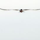 Arctic Tern