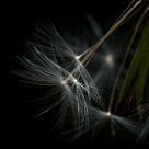 dandelion seeds