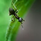 Ant