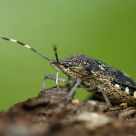 Raphigaster nebulosa