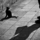 shadows