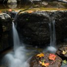 fallen leaves