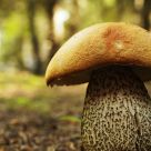 Mushroom