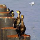 chorus