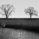 Alberi sull'Orizzonte