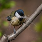 Spring care         Ð’ÐµÑÐµÐ½Ð½Ð¸Ðµ Ð·Ð°Ð±Ð¾Ñ‚Ñ‹