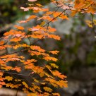 AZ fall