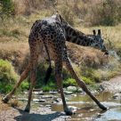 DRINKING ON SERENGETI