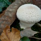 Common Puffball