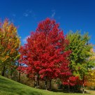 Beauty of Autumn