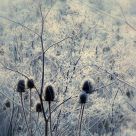 Last nigth there was a frost