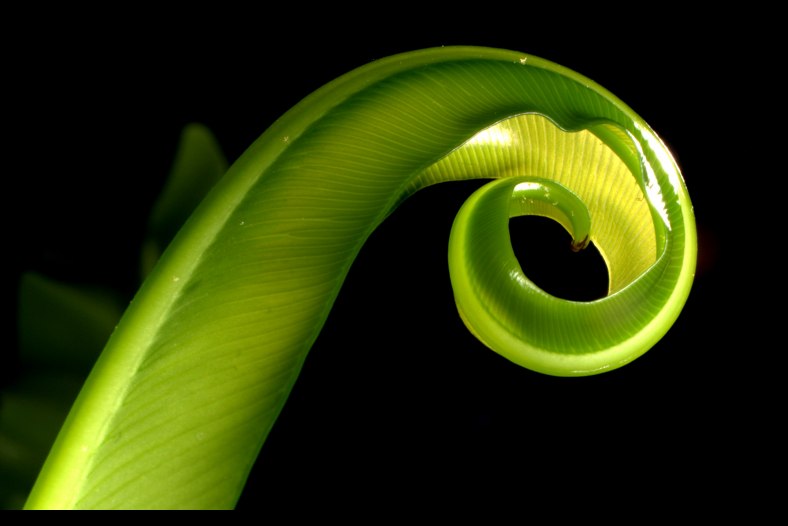 FougÃ¨re nid d'oiseau, bird's nest fern