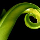 FougÃ¨re nid d'oiseau, bird's nest fern