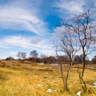 Winter Tree