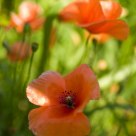 Poppies