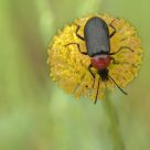 On the yellow flower