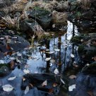 Forest floor