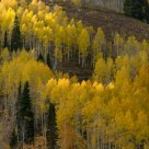 Aspen Glow