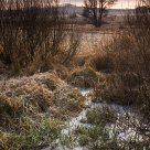 A tree in the marsh